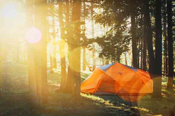 Tent pitched in a sunny wood